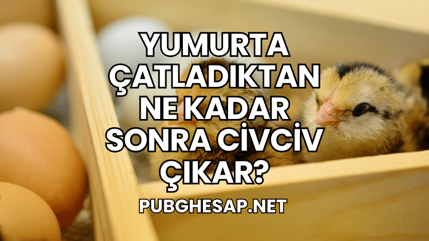 Yumurta Çatladıktan Ne Kadar Sonra Civciv Çıkar?