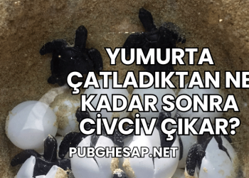 Yumurta Çatladıktan Ne Kadar Sonra Civciv Çıkar?