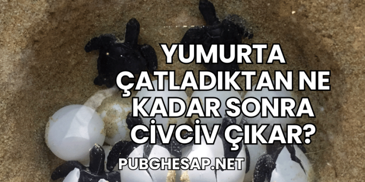 Yumurta Çatladıktan Ne Kadar Sonra Civciv Çıkar?
