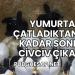 Yumurta Çatladıktan Ne Kadar Sonra Civciv Çıkar?